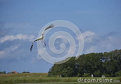 Stork bird landing in strong cross wind Stock Photo