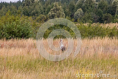 A stork bird walks across the field in search of food Stock Photo