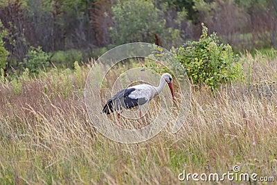 A stork bird walks across the field in search of food Stock Photo