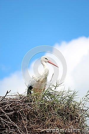 Stork at a breeding nest in Hitland with blue sky and white cloud Stock Photo