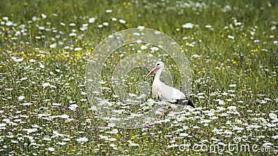 A Stork in a Meadow ( Ciconiidae ) Stock Photo