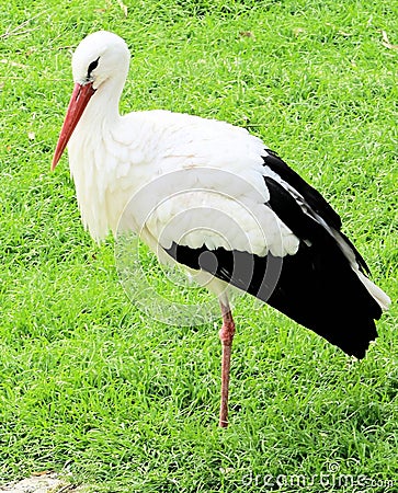 Stork Stock Photo