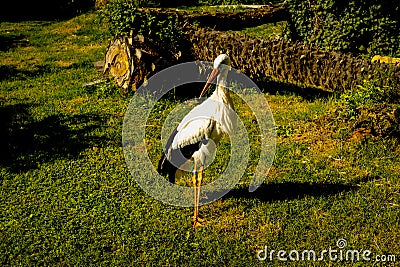 Stork (Ciconiidae) Stock Photo