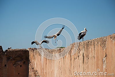 Stork coming in to land Stock Photo