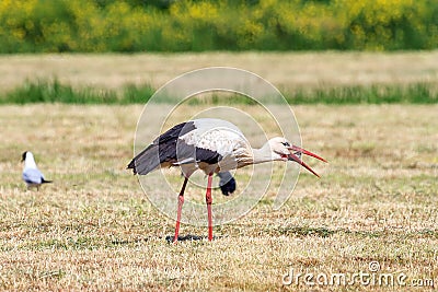 Stork devouring a mouse Stock Photo