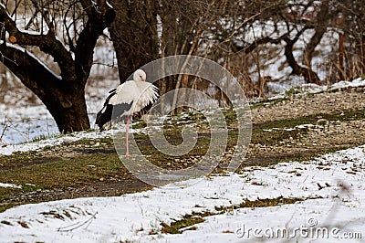 Stork and early spring with snow, migratory stork, birds in Ukraine. Stock Photo