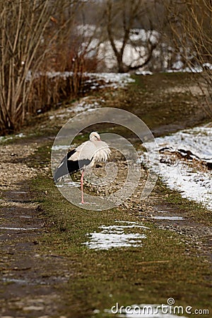 Stork and early spring with snow, migratory stork, birds in Ukraine. Stock Photo