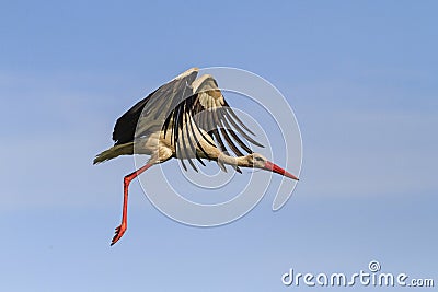 Stork flying in the sky with beautiful open wings Stock Photo