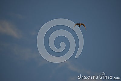 A stork flying in the sky, Bird Flying above clouds on a fresh summers day. background of blue sky Stock Photo