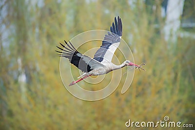 Stork flying to the nest with some branches Stock Photo