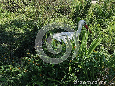 stork in the green bush Stock Photo