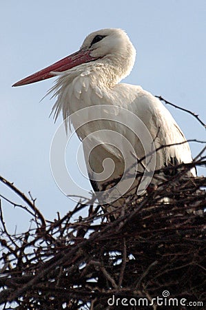 Stork in his nest Stock Photo