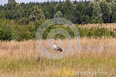 A stork bird walks across the field in search of food Stock Photo