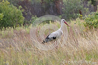 A stork bird walks across the field in search of food Stock Photo