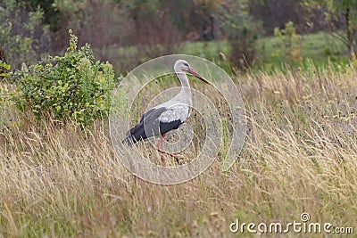 A stork bird walks across the field in search of food Stock Photo