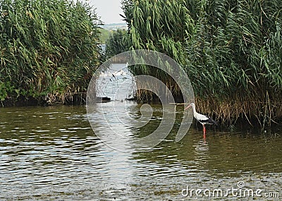 Stork near the reed bed Stock Photo