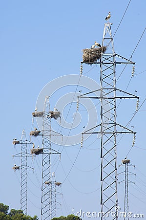 Stork nest Stock Photo