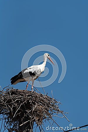 A stork in a nest on an electric pole against a blue sky. The arrival of storks or the first signs of spring in Europe Stock Photo