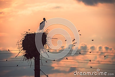 Stork in a nest and flying birds in a sunset sky Stock Photo