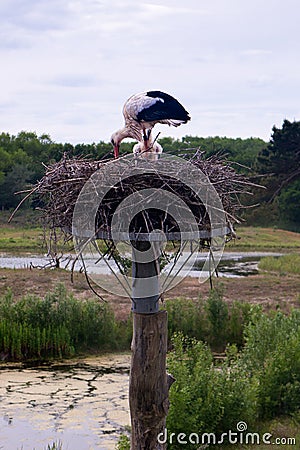 Stork nest Nature reserve, Zwin, Bruges, Sluis, Belgium, Netherlands Stock Photo