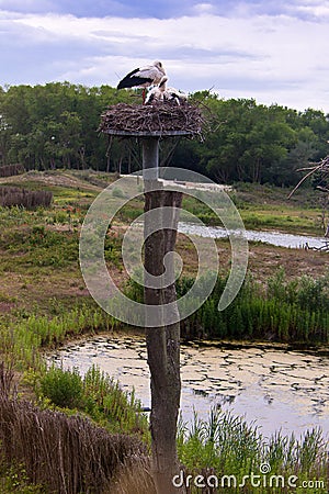 Stork nest Nature reserve, Zwin, Bruges, Sluis, Belgium, Netherlands Stock Photo