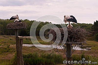 Stork nest Nature reserve, Zwin, Bruges, Sluis, Belgium, Netherlands Stock Photo