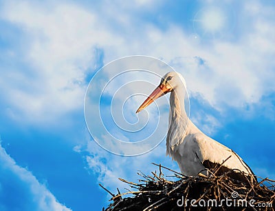 Stork in nest on a sunny day Stock Photo