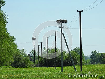 Stork nests on power line Stock Photo