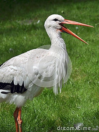 Stork with open beak Stock Photo