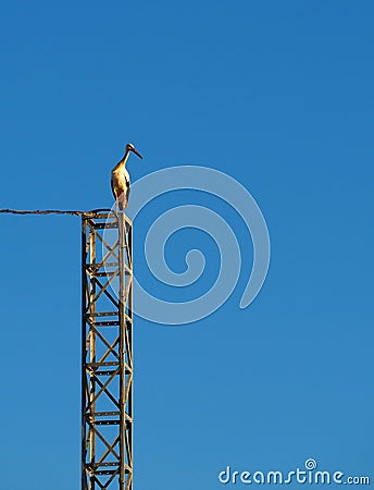 stork perched on electric stick Stock Photo