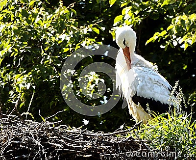 The stork is sitting in the nest Stock Photo