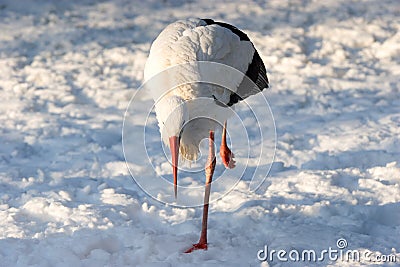 Stork in snow Stock Photo