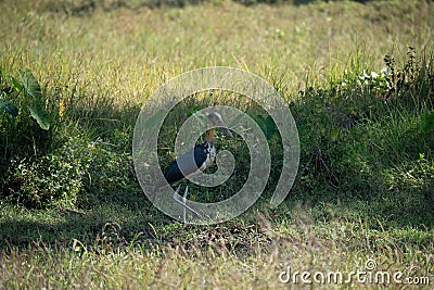 Stork standing in the center of a vast, open field. Stock Photo