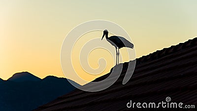 Stork standing on the roof against colorful sky Stock Photo