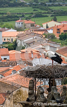 Stork in Trujillo Extremedura Spain Stock Photo