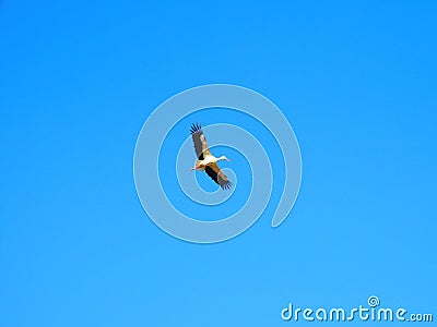 stork of Vidriales, Zamora Stock Photo