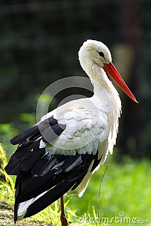 Stork Stock Photo