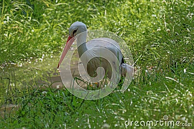 Stork walking through the grass Stock Photo