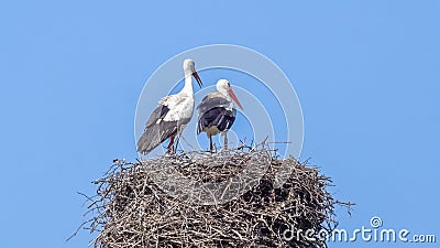 The storks are back in the land Stock Photo