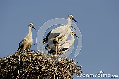 Storks - Ciconia Stock Photo