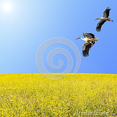 Storks couple flying over spring flowering meadow Stock Photo