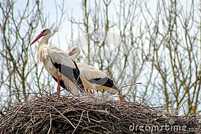 Storks couple looking in the distance, perched on their nest Stock Photo
