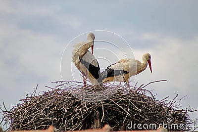 Storks couple looking in the distance, perched on their nest Stock Photo