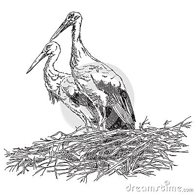 Storks couple in the nest vector illustratoin Vector Illustration