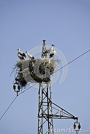 Storks on electric pole Stock Photo