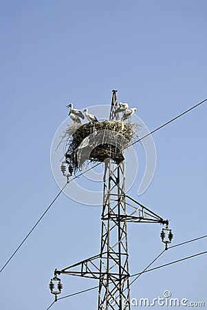 Storks on electric pole Stock Photo