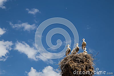 Storks Nest Blue sky Stock Photo