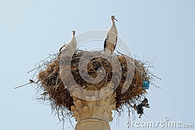 Storks in Nest - Capitoline Temple, Volubilis, Morocco Stock Photo