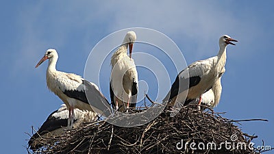 Storks Nest on a Pole, Birds Family Nesting, Flock of Storks in Sky, Nature View Stock Photo