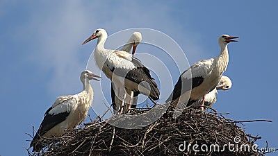 Storks Nest on a Pole, Birds Family Nesting, Flock of Storks in Sky, Nature View Stock Photo